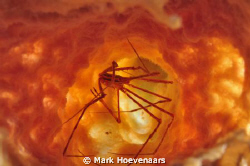 Arrowcrab in a sponge, lit by both strobes positioned on ... by Mark Hoevenaars 
